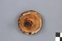 Paxillus involutus image